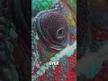 Top 5 Animals with superpower vision!