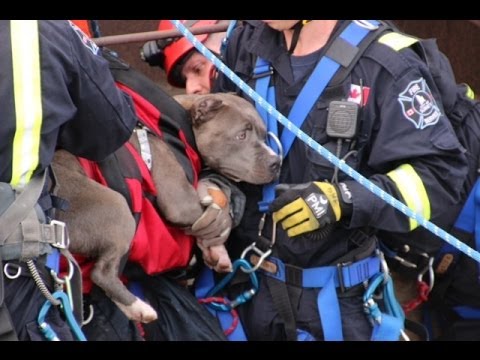 Firefighters rescue dog from drainage shaft in Surrey - YouTube