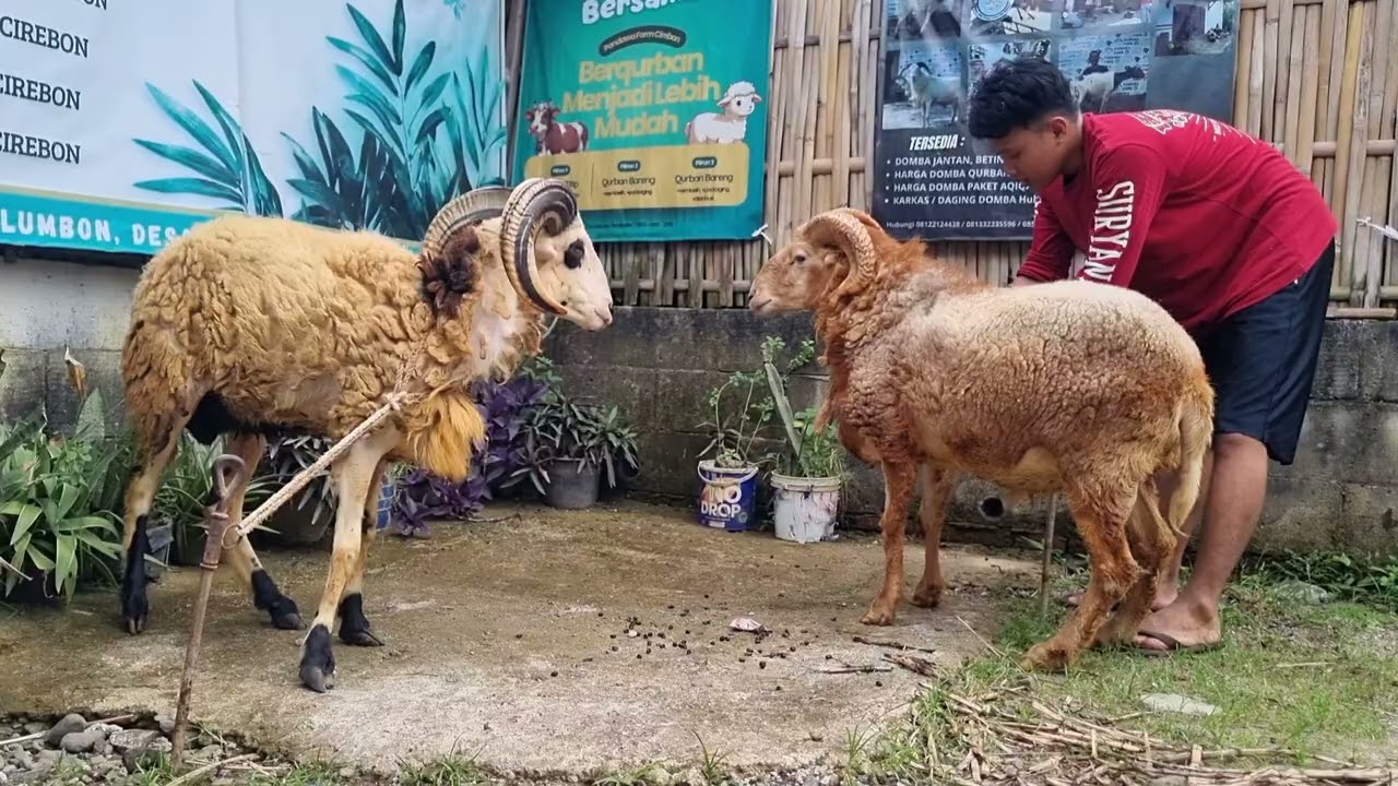 Domba Garut x Lokal  di Pandawa Farm