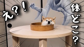 【伊豆旅行】3歳児の山登り視点が！トリックアートは柴犬が！可愛すぎ