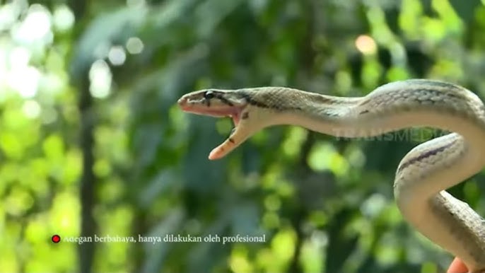 Ular dumbalarini yoyishadi Ular dumbalarini yoyishadi