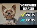 Yorkshire Terrier PROS And CONS ✔❌ The GOOD And The BAD の動画、YouTube動画。