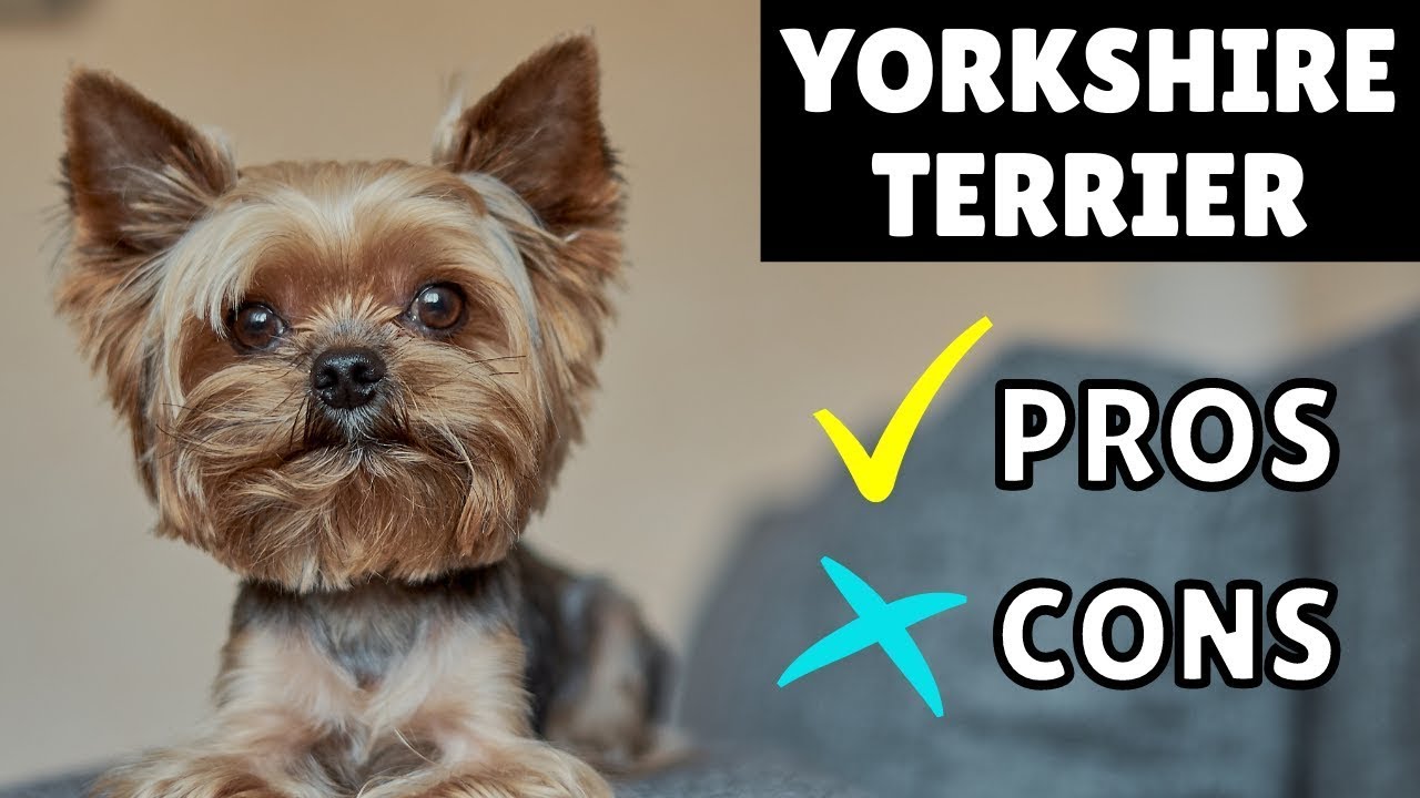 The Pros And Cons Of Owning A Yorkshire Terrier Dog ✔❌