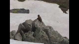 Loud Marmot is Loud