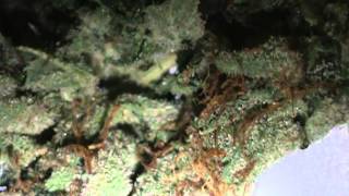 Platinum Kush Weed