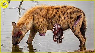 30 Times Hyenas Messed With The Wrong Animals And What Happens Next ?