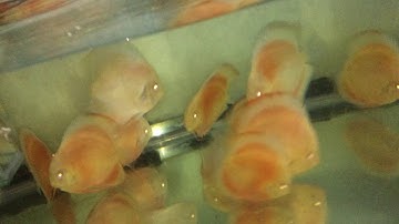 Cách Cho Cá Dĩa Bắt Cặp Sinh Sản