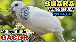 PANCINGAN Perkutut Putih Super Gacor SUARA LANTANG SEKALI Putar Bikin Bunyi Terus ‼️ #perkutut 