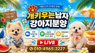 대구강아지분양개키우는남자 라이브 방송