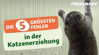 Die 5 größten Fehler in der Katzenerziehung