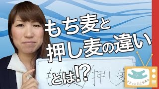 【すきっと向上委員会TV】もち麦と押し麦との違いは？