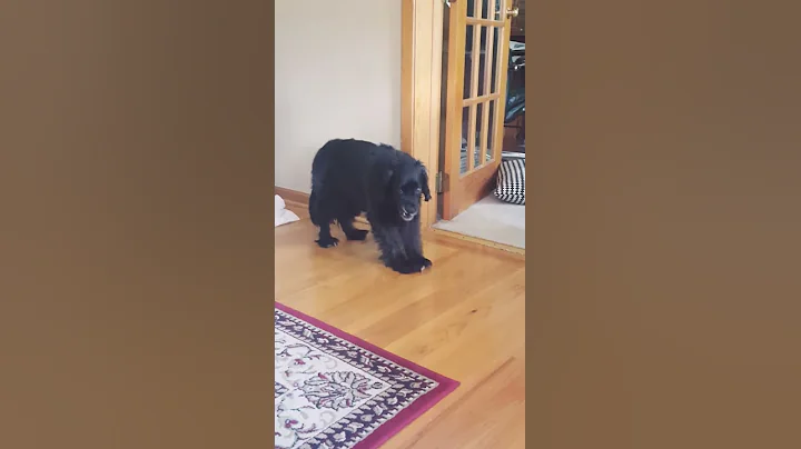 The lazy wierd puppy dog