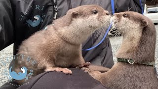 Baby Otter Met Aty for the First Time!