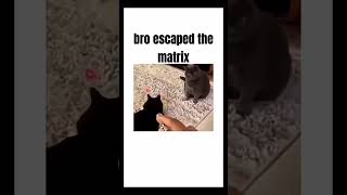 Bro Escaped the Matrix #matrix #cat #memes #meme