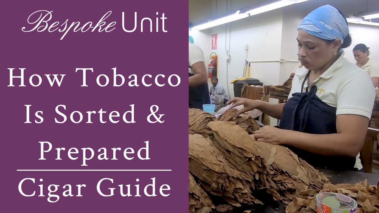 tobacco unit How Tobacco Is Sorted & Prepared For Rolling Into Premium Cigars By Davidoff