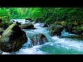 Relaxing Green Stream Flow with Forest Nature Ambience for Deep Focus, Sleep and Meditation
