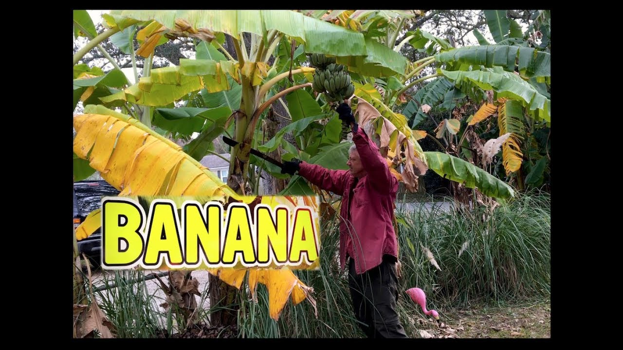 The Last Back Yard Banana Harvesting Video of the Year
