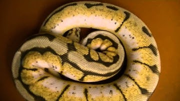 Adult bumblebee ball python update april 2012