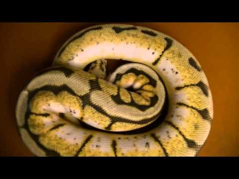 Adult bumblebee ball python update april 2012