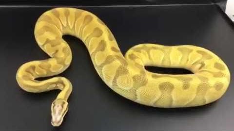 Our Microscale Royal Pythons :)