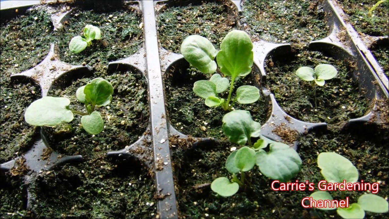 how to feed pansy seedlings, when to start feeding your seedlings, what