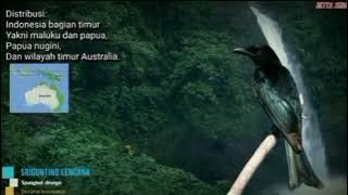 suara pikat burung srigunting lencana