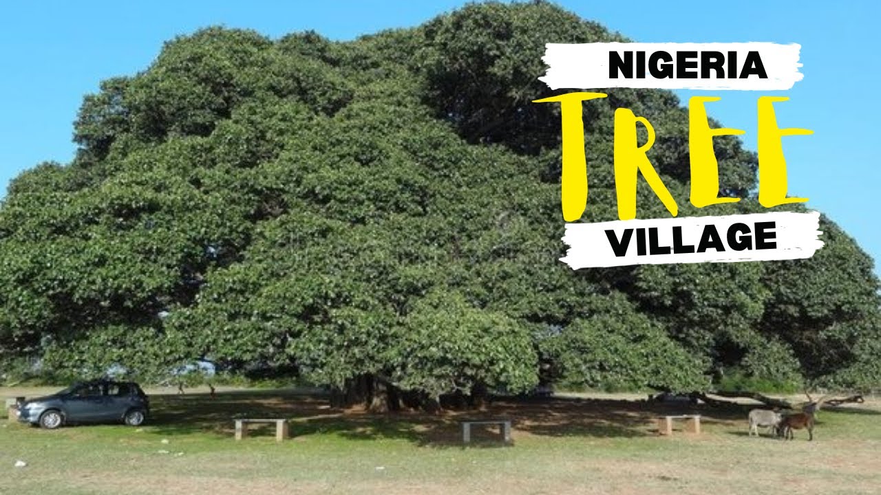 Я нашел город в Нигерии, где не рубят деревья