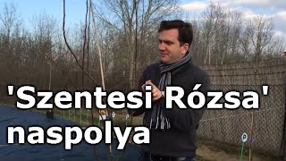 Mespilus Germanica Szentesi Rózsa Naspolya