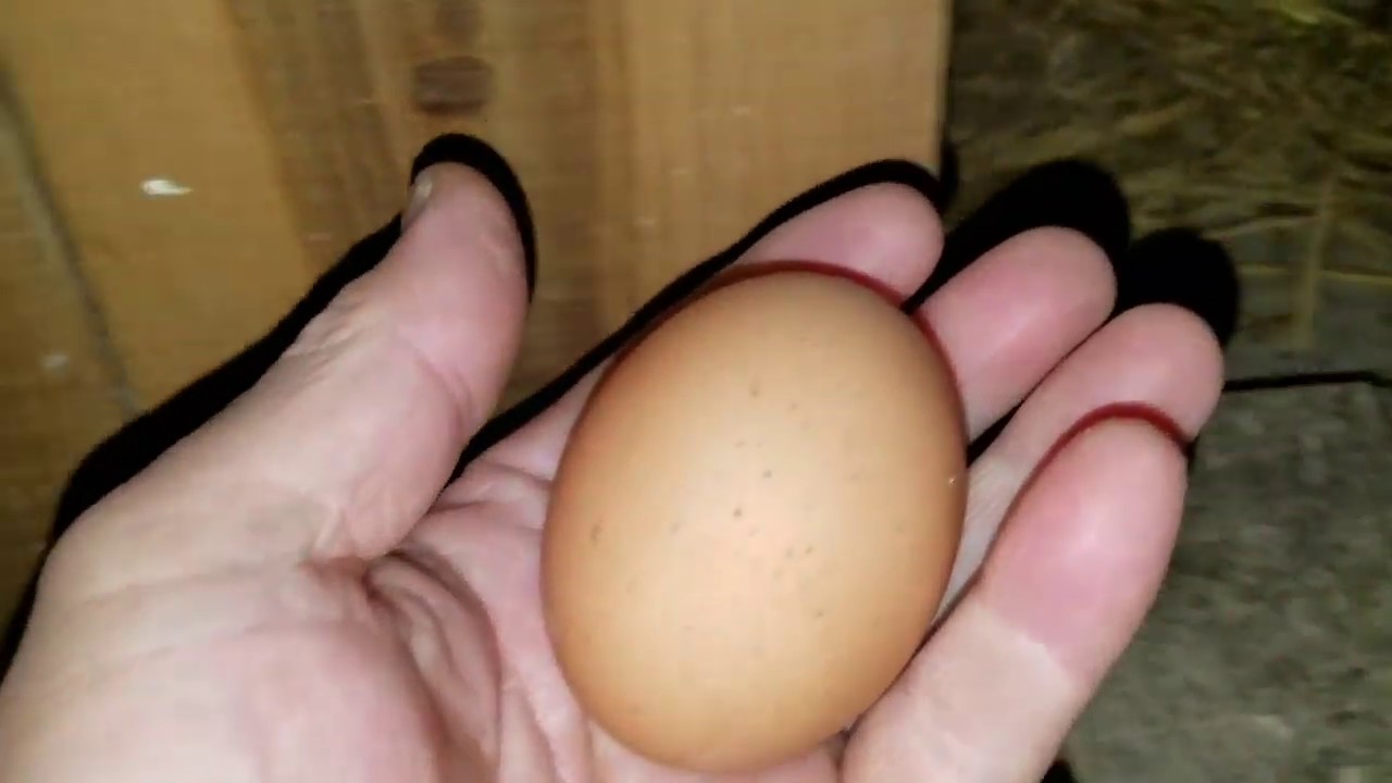 癒し動画 うさぎ Invade the girls' dormitory (hen house) in the dark kept Golden Retriever waiting