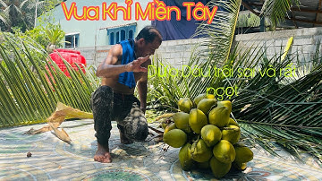 Vua Khỉ Miền Tây leo Cưa Cây Dừa Dâu trái sai trĩu quả tại cái Bè Tiền Giang