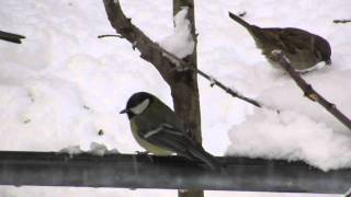 Хранилка за птици / Bird feeder