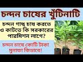 Sandalwood cultivation   chandan gach chasgeoedututorial