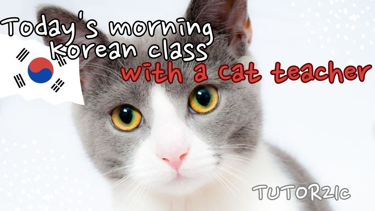 Today's morning  korean class with a cat teacher. -in Hotel 2  고양이 선생님과 아침  한국어 교실.-호텔에서 2