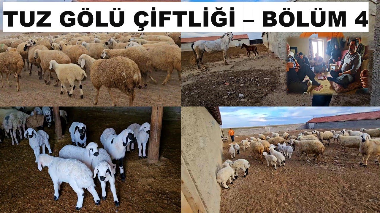 TUZ GÖLÜ ÇİFTLİĞİ - BÖLÜM 4