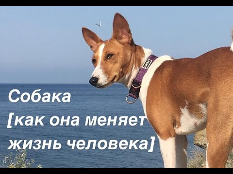 Собака [и человек]. Как собака меняет жизнь человека.