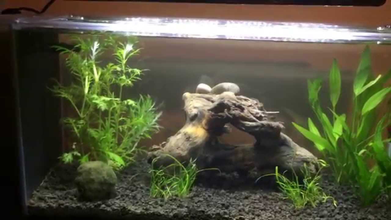 Aquascaping for Beginners: Drift wood and One Month Plant Update  YouTube