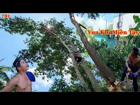 Video Làm sao để Vua Khỉ cưa hạ nhiều cây Tràm Tai Tượng ,... - youtube