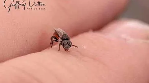 A Collection of Australian Native Stingless Bees G...