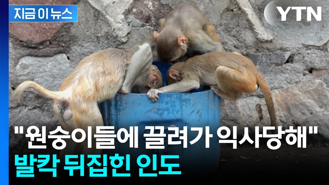 원숭이들에 납치된 아이, 드럼통 속에서 발견...끔찍한 사망 [지금이뉴스] : zum 뉴스