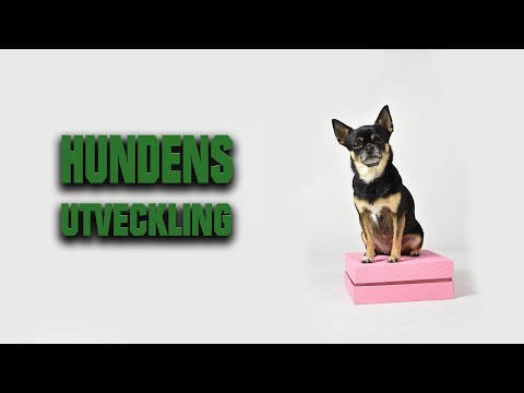 Video: Onormal Utveckling Av Armbågen Hos Hundar