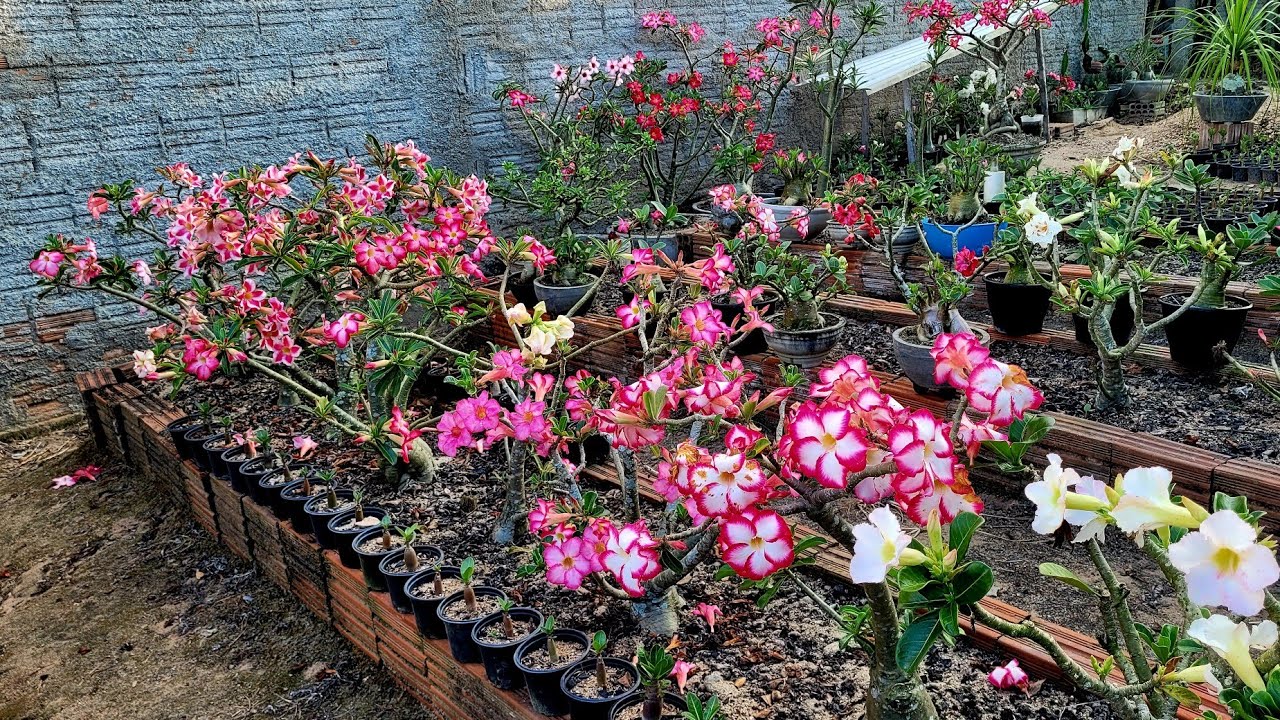 Muitas flores aqui no viveiro. 