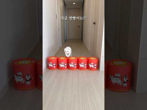 잔잔한 고양이 모래 판에 등장한 &amp;quot;힙한&amp;#39; 모래~!! 😺✨