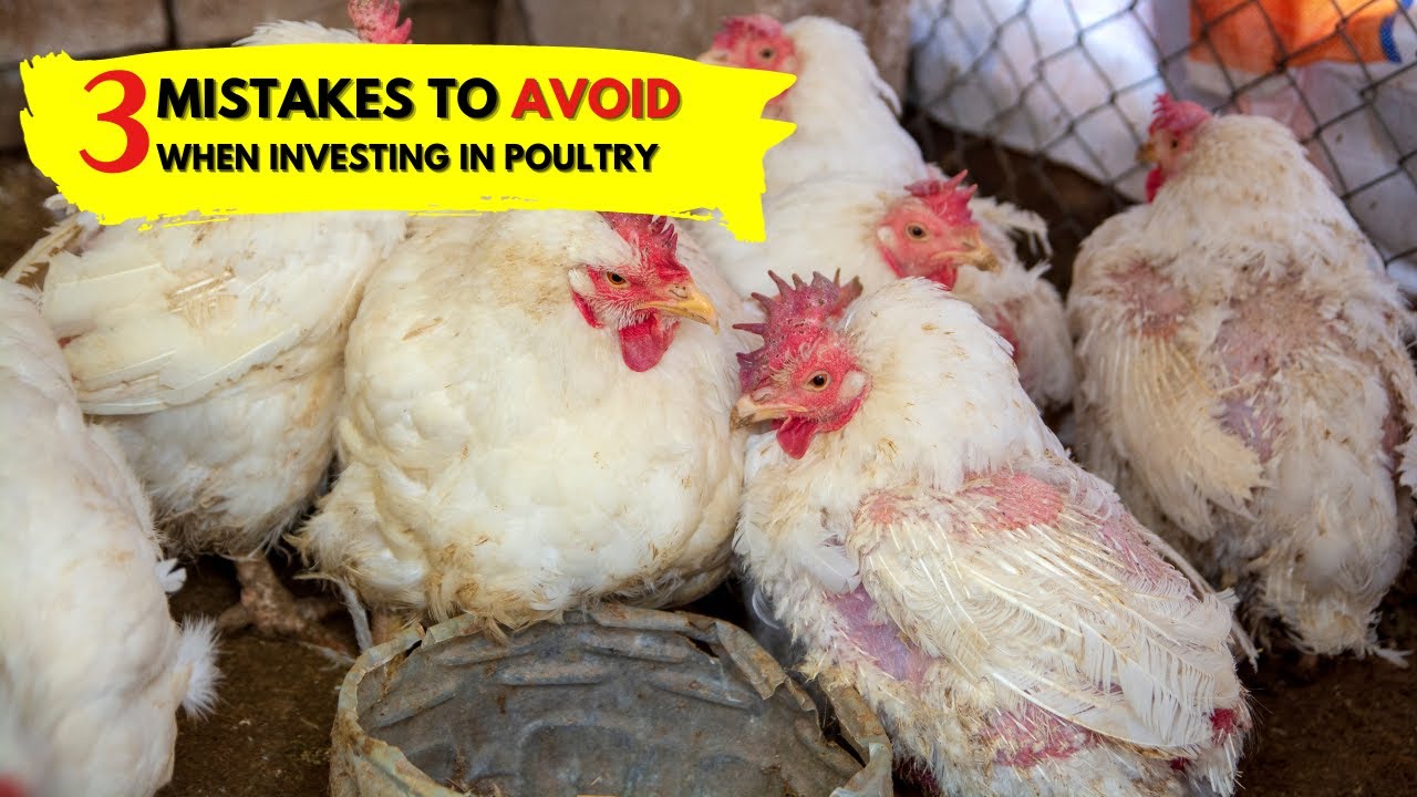 To make $$$ in poultry farming in Africa avoid these 3 mistakes - YouTube
