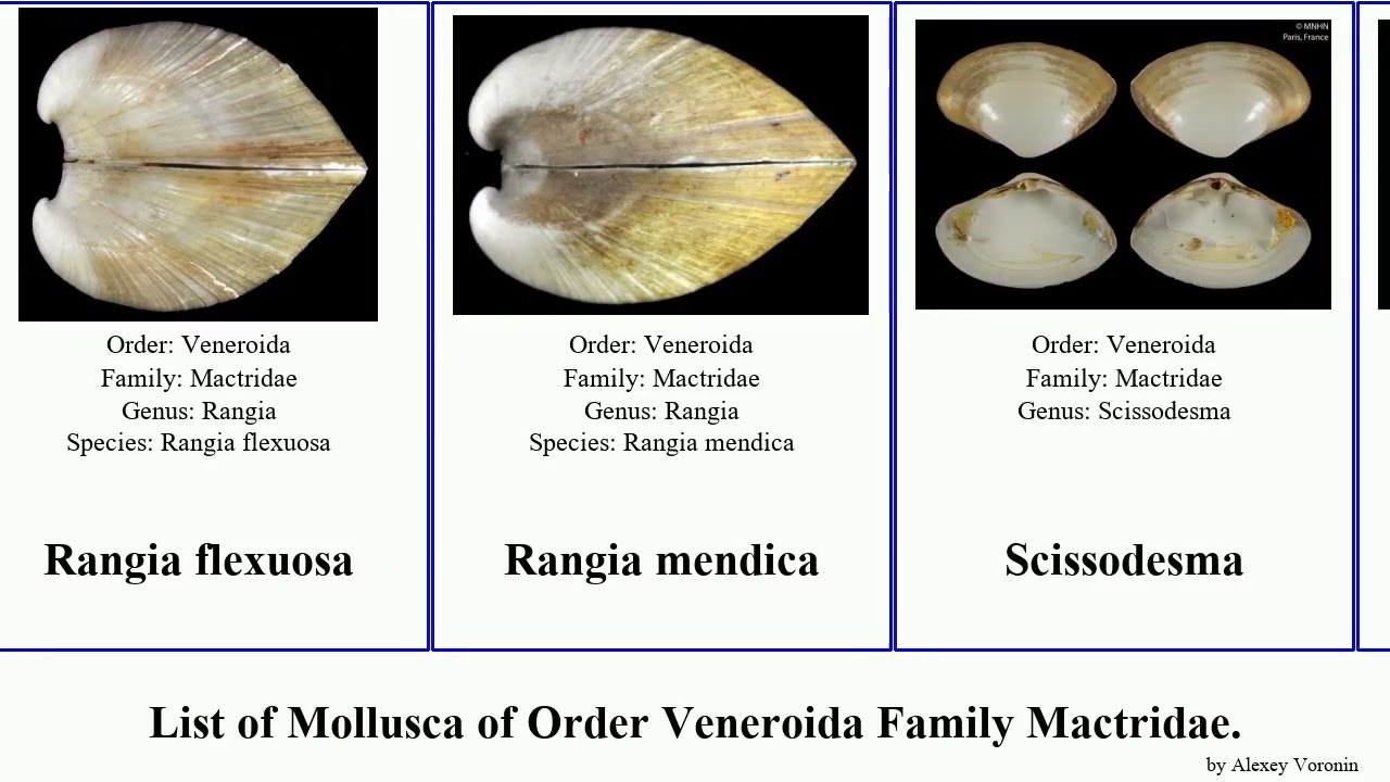 List of Mollusca of Order Veneroida Family Mactridae. spisula mactra lutraria scissodesma surf