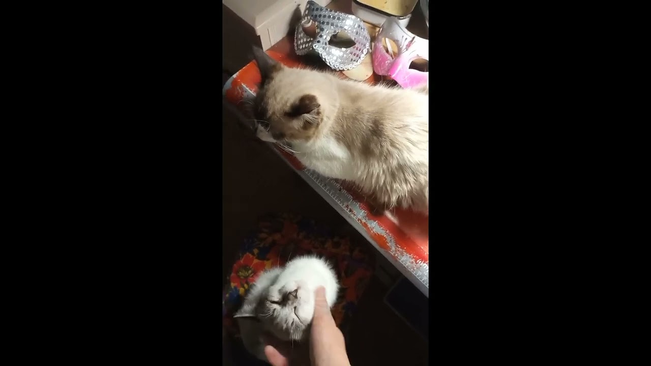 🪄Делаем Маску🎭 Дочь Дракулы😈