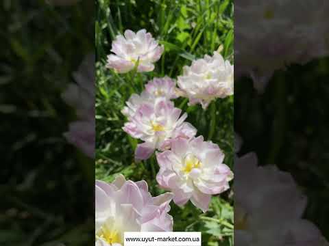 Тюльпан білий махровий Німфея (Nymphaeum), цибулина з квіткою, видео 2