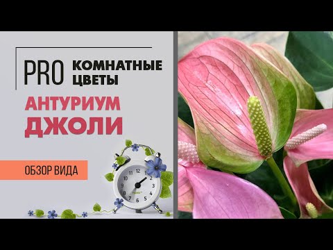 Бейне: Антуриум немесе фламинго гүлі