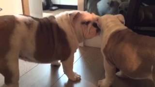 英國鬥牛犬 English Bulldog 20141230【婠婠WanWan：192D & 鐵男Fe：108D】-2