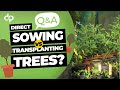 Direct sowing vs transplanting trees
