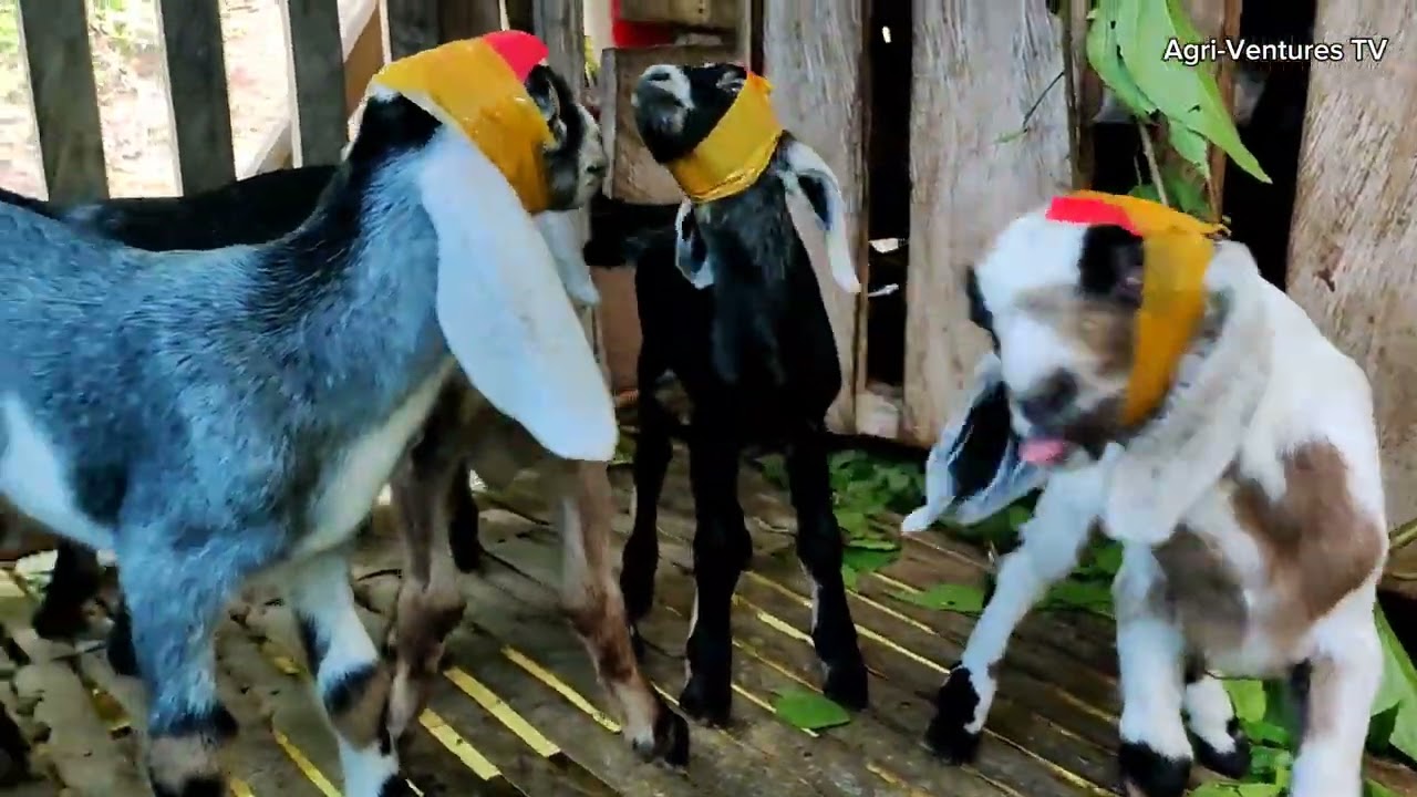 Ligtas na paraan para di na tumubo ang sungay ng kambing